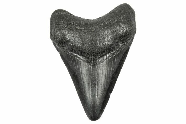 Juvenile Megalodon Tooth - South Carolina #340520